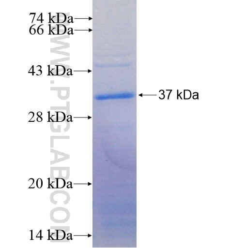 TNFAIP6 fusion protein Ag4413 SDS-PAGE