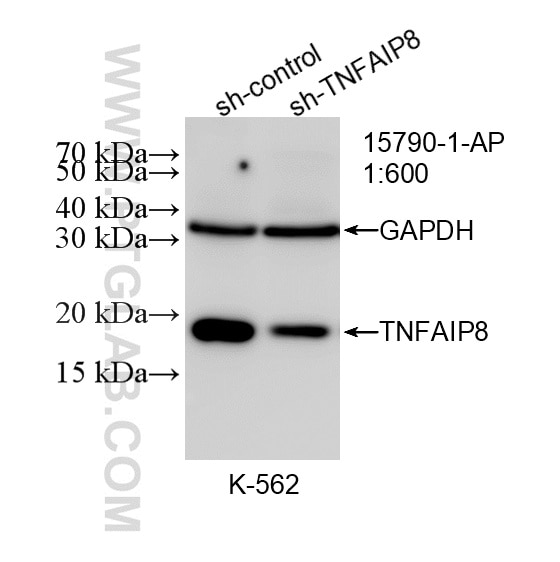 WB result of TNFAIP8 antibody (15790-1-AP; 1:600; incubated at room temperature for 1.5 hours) with sh-Control and sh-TNFAIP8 transfected K-562 cells. Western Blot (WB) analysis of K-562 cells using TNFAIP8 Polyclonal antibody (15790-1-AP)