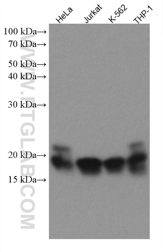 Western Blot (WB) analysis of various lysates using TNFAIP8 Monoclonal antibody (67737-1-Ig)