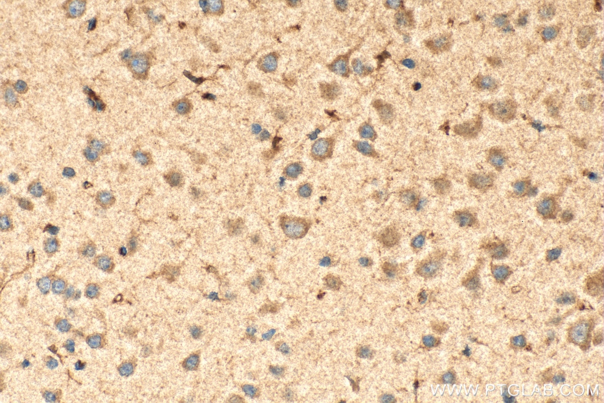 Immunohistochemistry (IHC) staining of mouse brain tissue using TNFAIP8L1 Polyclonal antibody (17366-1-AP)