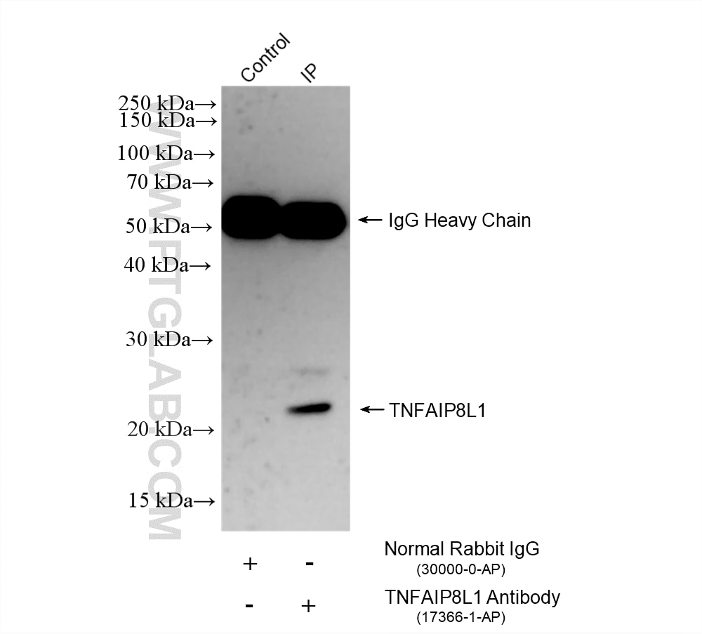 Immunoprecipitation (IP) experiment of mouse brain tissue using TNFAIP8L1 Polyclonal antibody (17366-1-AP)