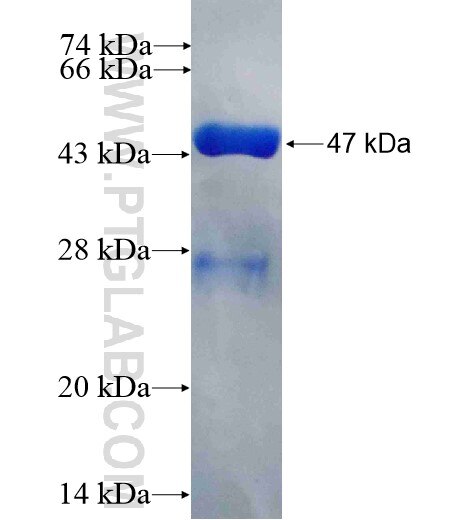 TNFAIP8L1 fusion protein Ag10778 SDS-PAGE