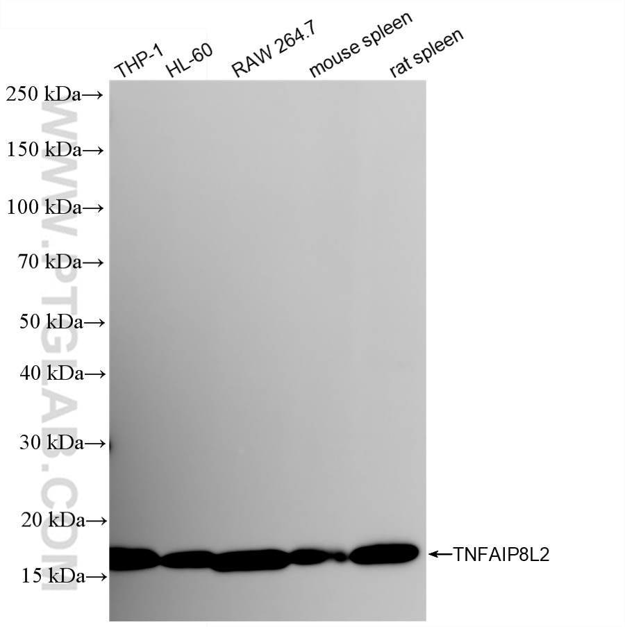 Western Blot (WB) analysis of various lysates using TNFAIP8L2 Recombinant antibody (85759-4-RR)