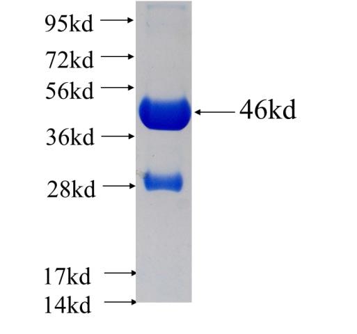 TNFAIP8L2 fusion protein Ag7964 SDS-PAGE