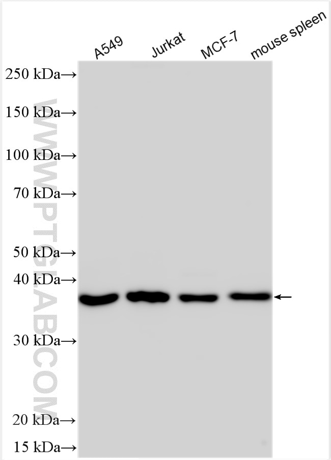 Western Blot (WB) analysis of various lysates using TNFAIP8L3 Polyclonal antibody (20693-1-AP)