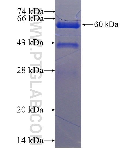 TNFB fusion protein Ag3775 SDS-PAGE