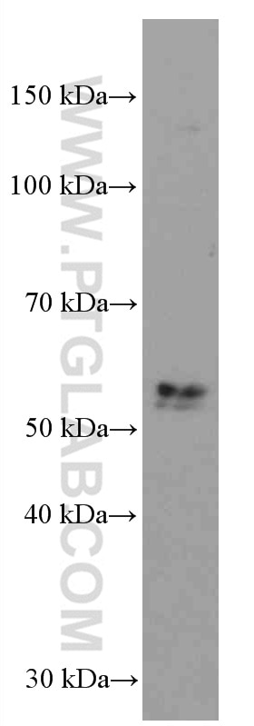 Western Blot (WB) analysis of Raji cells using TNFR1 Monoclonal antibody (60192-1-Ig)