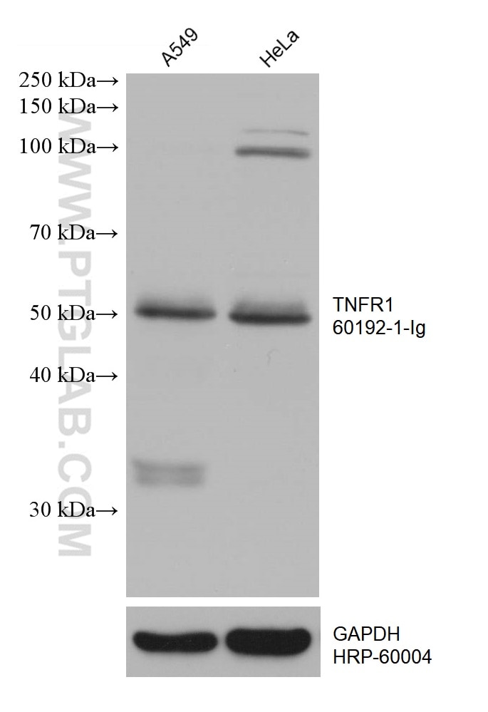 Western Blot (WB) analysis of various lysates using TNFR1 Monoclonal antibody (60192-1-Ig)
