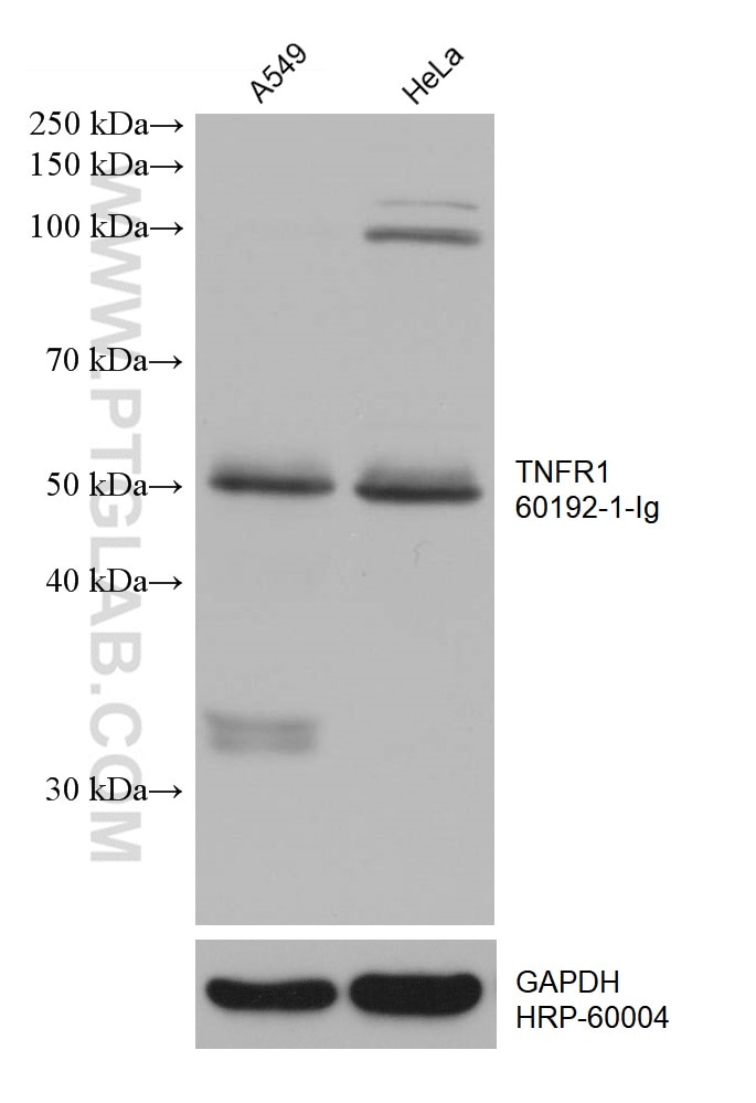 WB analysis using 60192-1-Ig
