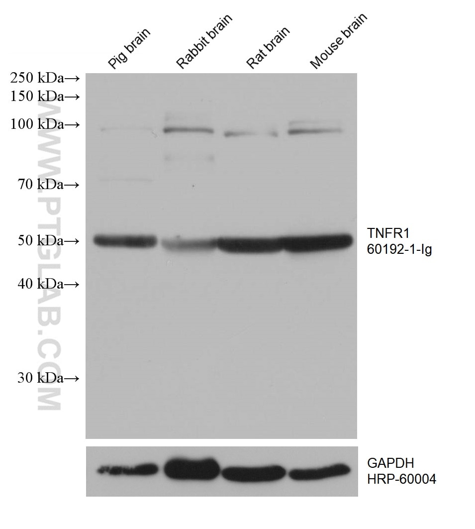 Western Blot (WB) analysis of various lysates using TNFR1 Monoclonal antibody (60192-1-Ig)