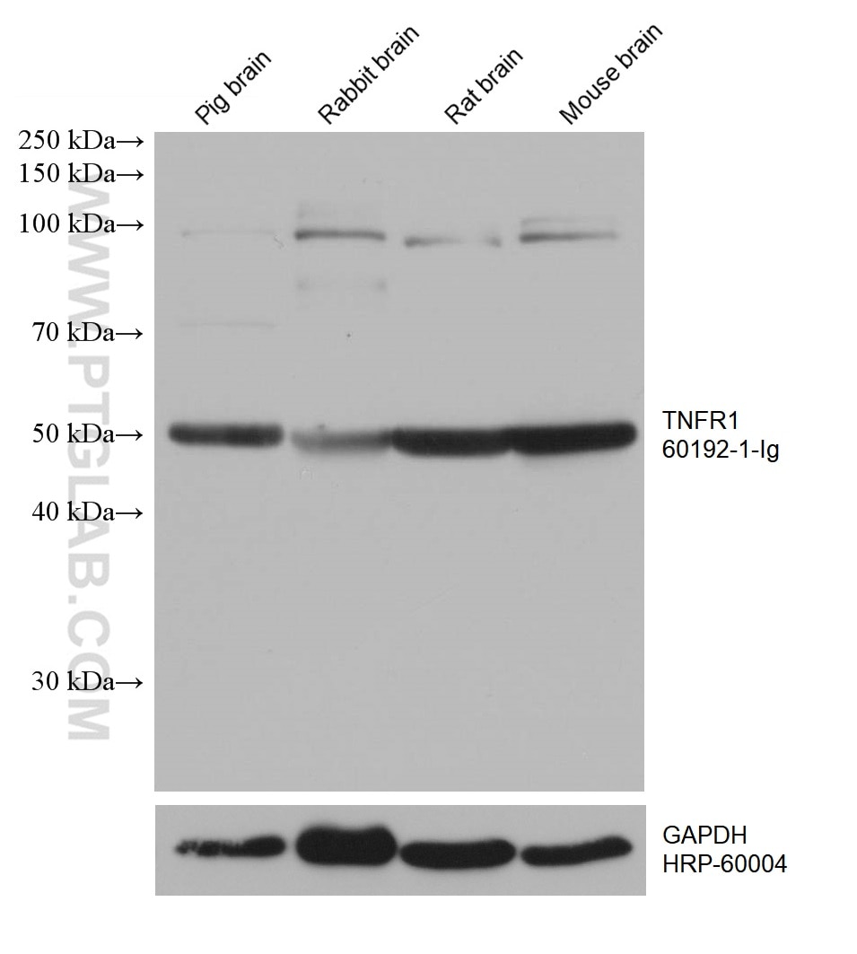 WB analysis using 60192-1-Ig