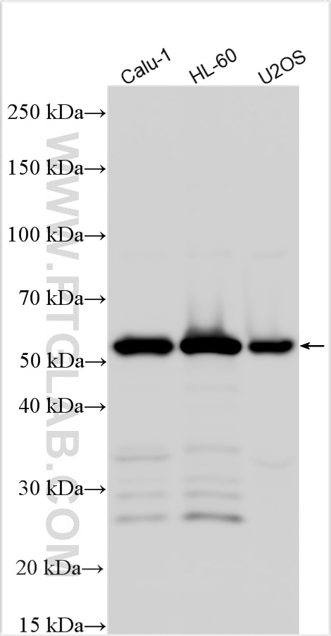 Western Blot (WB) analysis of various lysates using TNFR1/CD120a Recombinant antibody (84243-5-RR)
