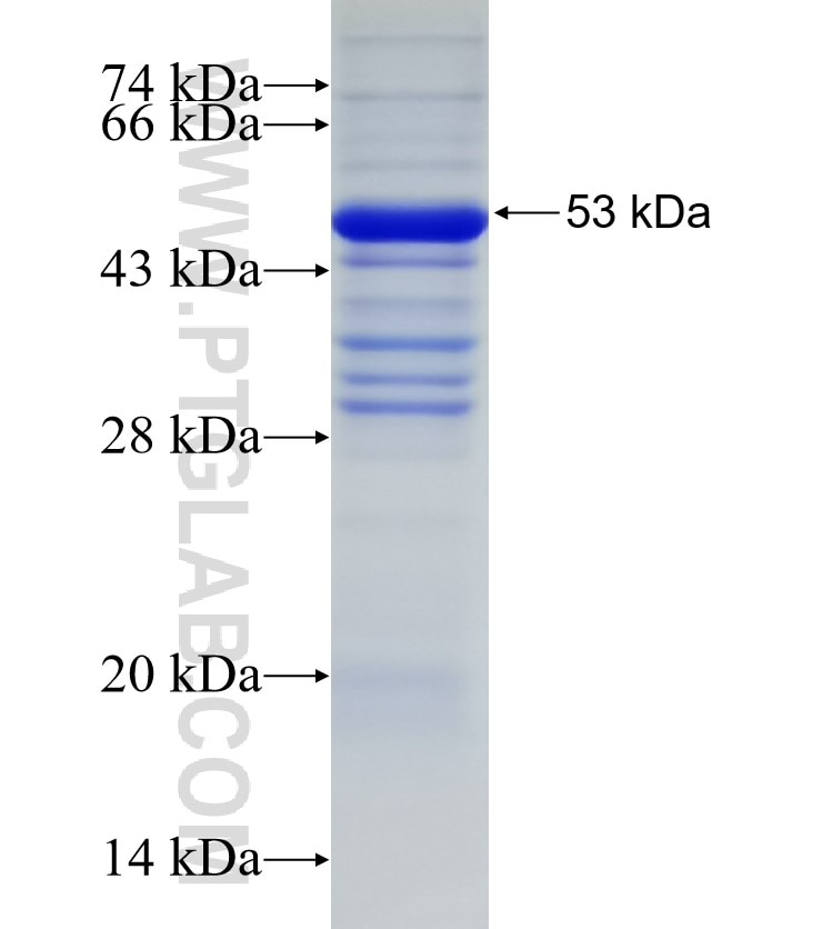 TNFR1 fusion protein Ag16112 SDS-PAGE