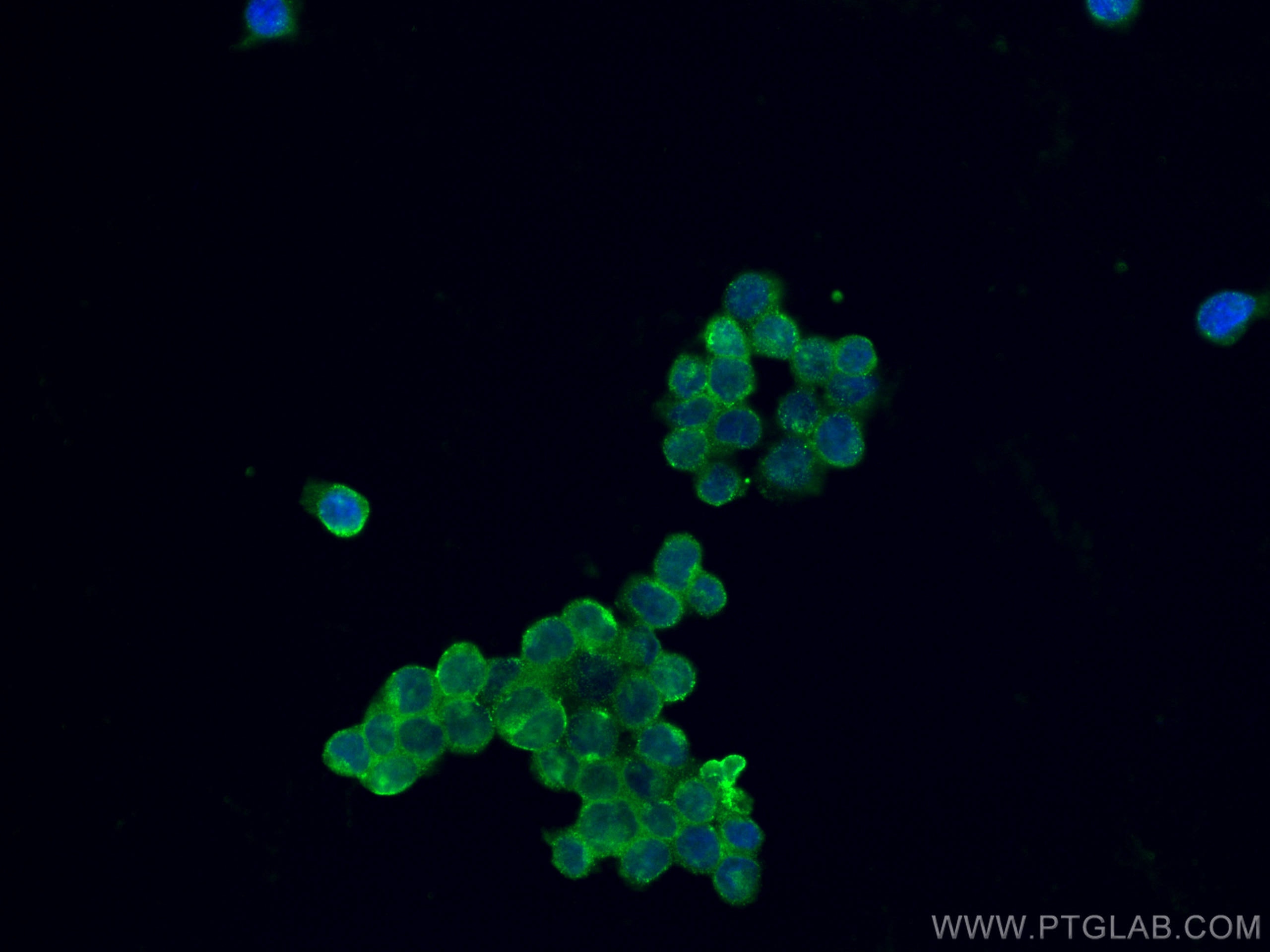 Immunofluorescence (IF) / fluorescent staining of THP-1 cells using TNFR2 Polyclonal antibody (28746-1-AP)