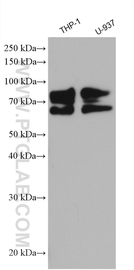Western Blot (WB) analysis of various lysates using TNFR2 Polyclonal antibody (28746-1-AP)