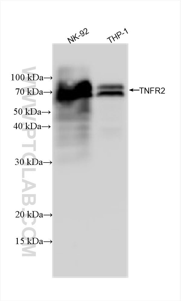 WB analysis using 83101-1-RR