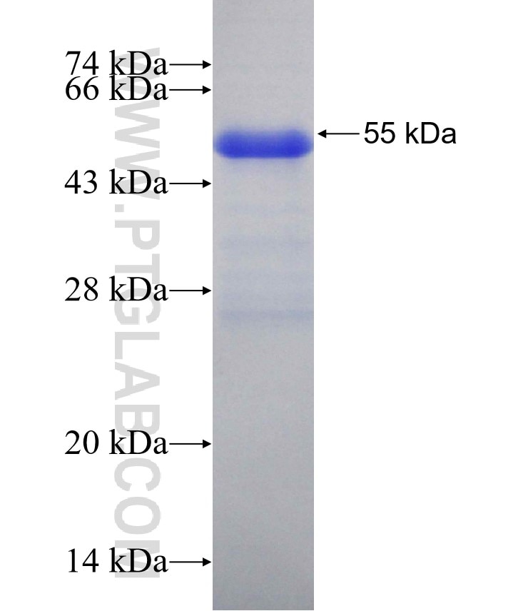 TNFR2 fusion protein Ag30490 SDS-PAGE