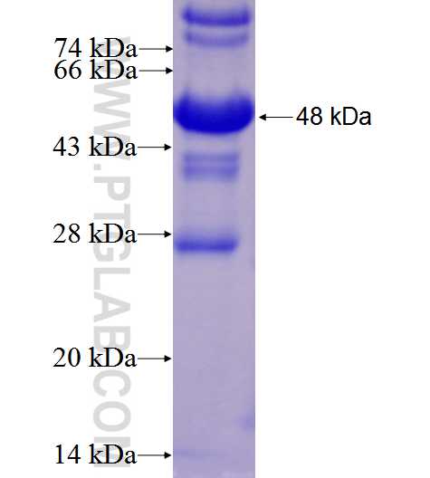 DR4 fusion protein Ag2980 SDS-PAGE