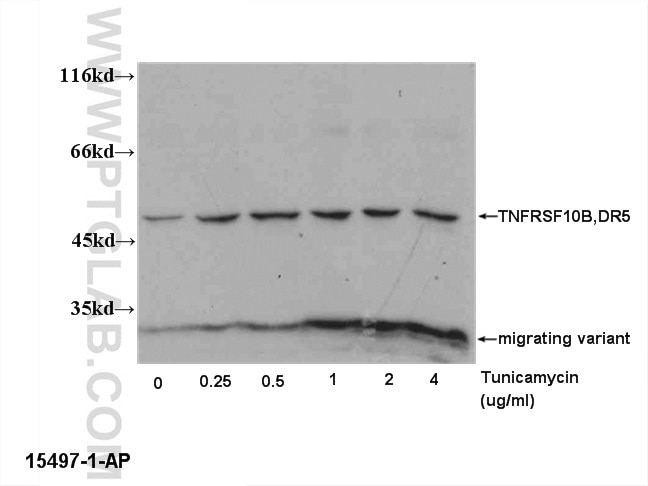 Western Blot (WB) analysis of PC-3 cells using DR5-Specific Polyclonal antibody (15497-1-AP)