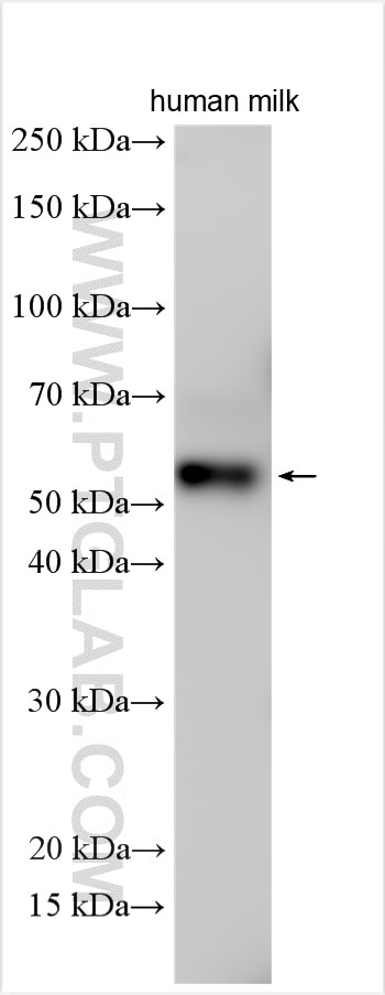 Western Blot (WB) analysis of human milk using Osteoprotegerin Polyclonal antibody (11534-1-AP)