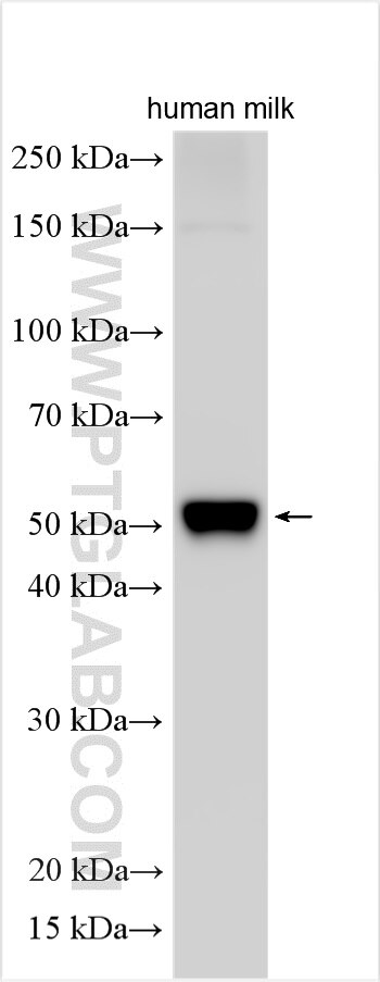 Western Blot (WB) analysis of human milk using Osteoprotegerin/TNFRSF11B Polyclonal antibody (11534-1-AP)