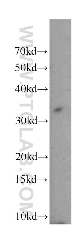 Western Blot (WB) analysis of K-562 cells using TNFRSF13B Polyclonal antibody (21520-1-AP)