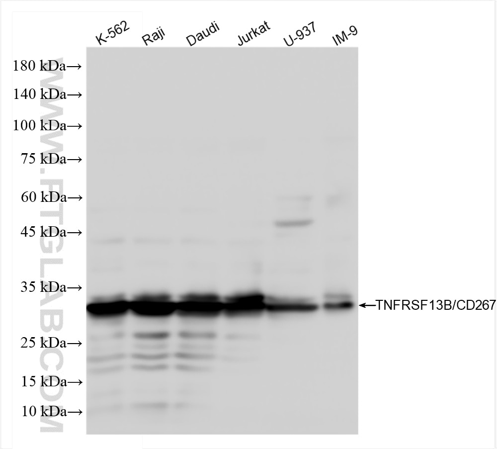 Western Blot (WB) analysis of various lysates using TNFRSF13B/CD267 Recombinant antibody (84266-3-RR)