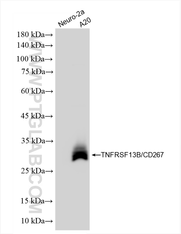 Western Blot (WB) analysis of various lysates using TNFRSF13B/CD267 Recombinant antibody (85902-1-RR)