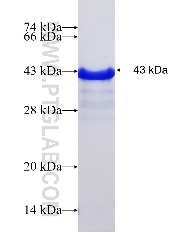 TNFRSF13B fusion protein Ag16097 SDS-PAGE