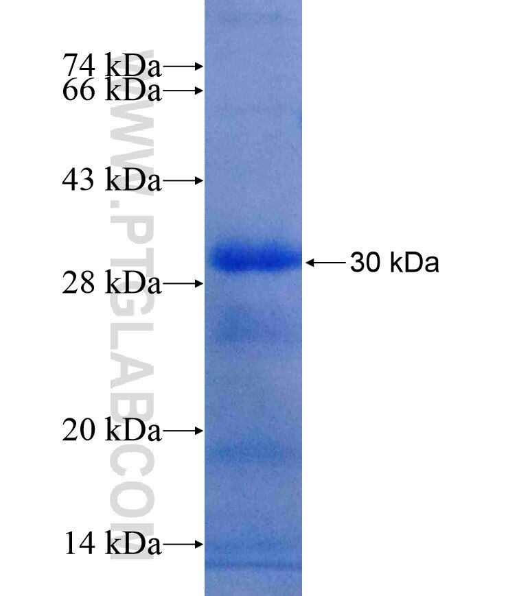 TNFRSF13C fusion protein Ag18512 SDS-PAGE