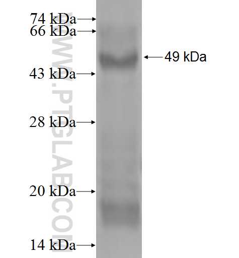 TNFRSF14 fusion protein Ag0186 SDS-PAGE
