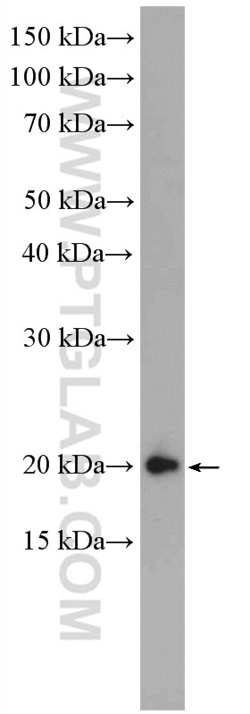 Western Blot (WB) analysis of Ramos cells using TNFRSF17 Polyclonal antibody (27724-1-AP)