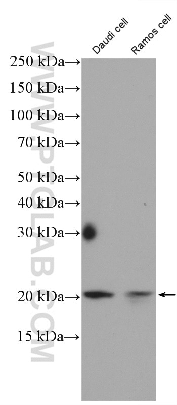 Western Blot (WB) analysis of Daudi cells using BCMA/TNFRSF17 Polyclonal antibody (27724-1-AP)