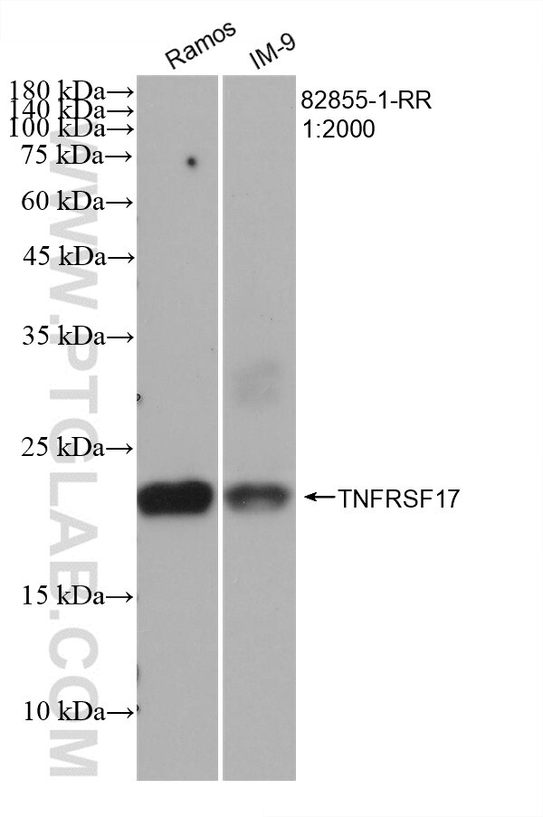 Western Blot (WB) analysis of various lysates using TNFRSF17 Recombinant antibody (82855-1-RR)
