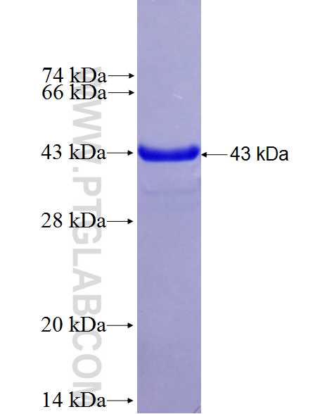 TNFRSF17 fusion protein Ag27049 SDS-PAGE