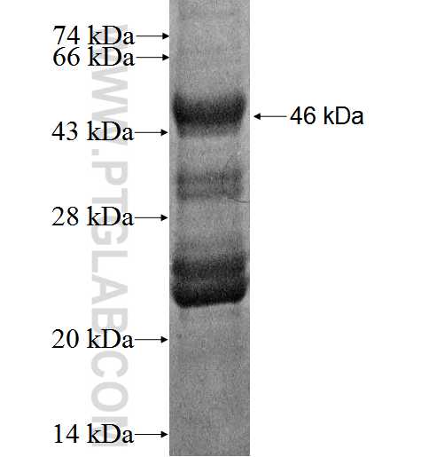 TNFRSF17 fusion protein Ag2590 SDS-PAGE