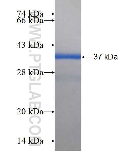 TNFRSF18 fusion protein Ag26103 SDS-PAGE