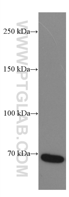 Western Blot (WB) analysis of THP-1 cells using DR6 Monoclonal antibody (66754-1-Ig)