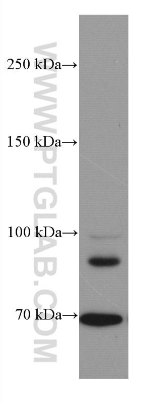 Western Blot (WB) analysis of Raji cells using DR6 Monoclonal antibody (66754-1-Ig)