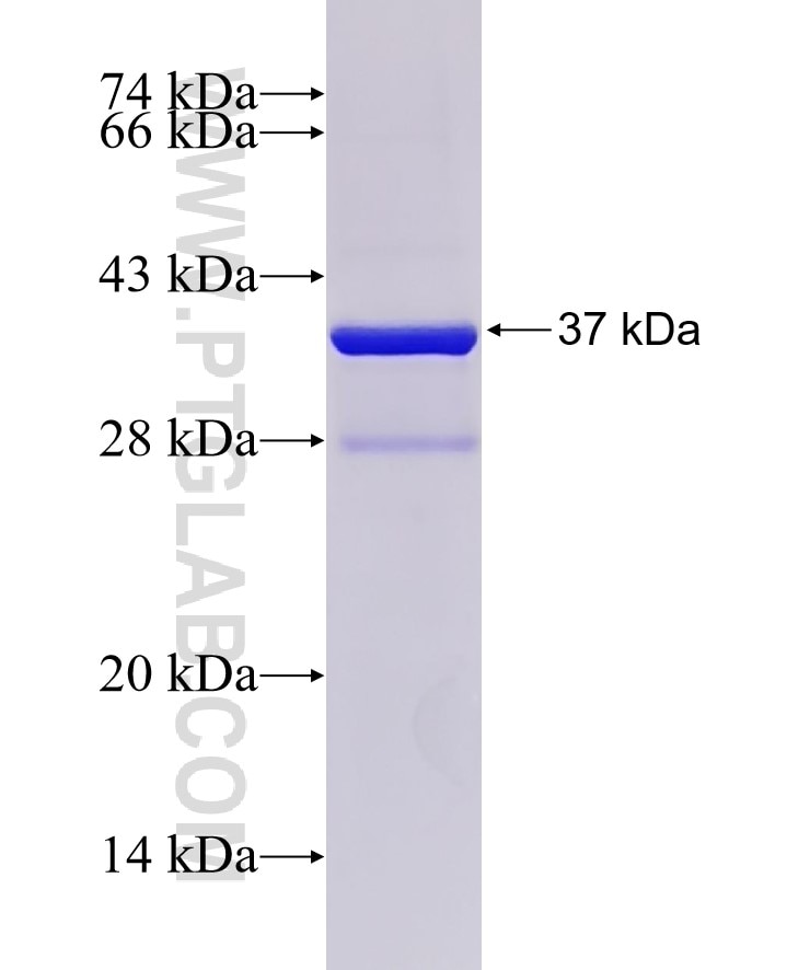 TNFRSF21 fusion protein Ag1126 SDS-PAGE