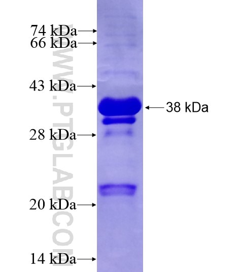 TNFRSF21 fusion protein Ag14327 SDS-PAGE