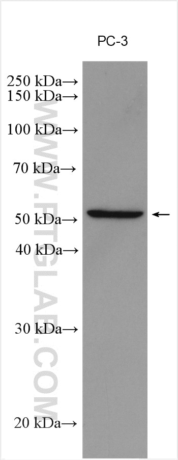 Western Blot (WB) analysis of various lysates using DR3 Polyclonal antibody (55397-1-AP)