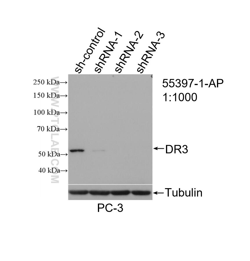 Western Blot (WB) analysis of PC-3 cells using DR3 Polyclonal antibody (55397-1-AP)