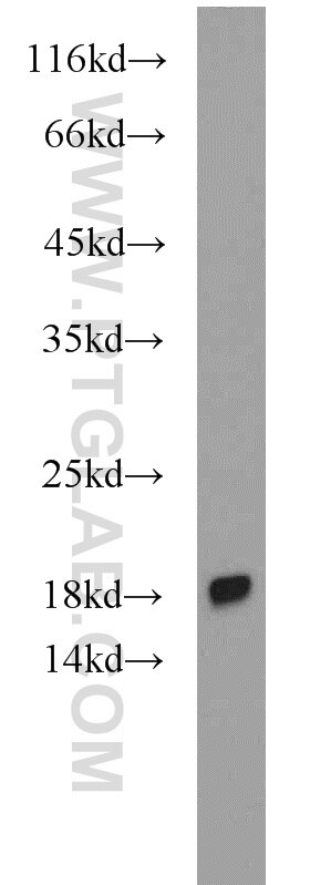 Western Blot (WB) analysis of mouse spleen tissue using DR3 Polyclonal antibody (55397-1-AP)