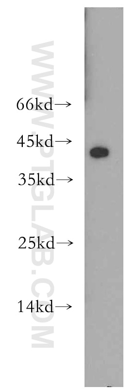 Western Blot (WB) analysis of HepG2 cells using CD134/OX40 Polyclonal antibody (20006-1-AP)
