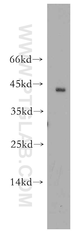 Western Blot (WB) analysis of L02 cells using CD134/OX40 Polyclonal antibody (20006-1-AP)