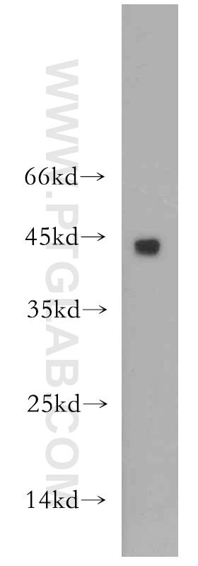 Western Blot (WB) analysis of U-937 cells using CD134/OX40 Polyclonal antibody (20006-1-AP)
