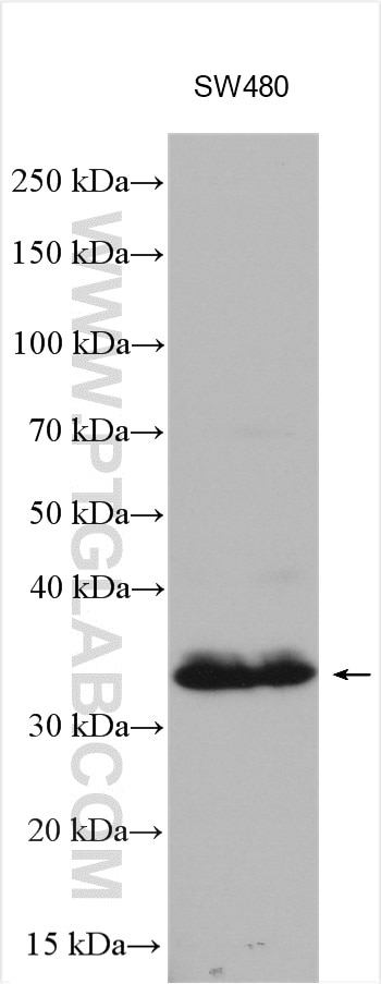Western Blot (WB) analysis of various lysates using TNFRSF6B Polyclonal antibody (24999-1-AP)