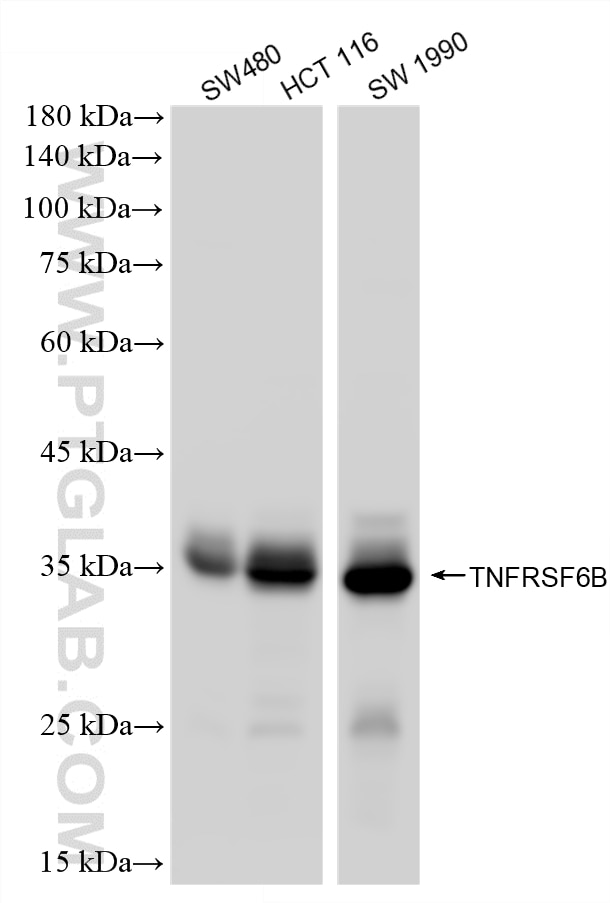 Western Blot (WB) analysis of various lysates using TNFRSF6B Recombinant monoclonal antibody (87840-1-RR)