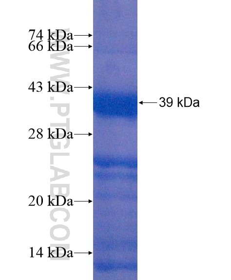 TNFRSF6B fusion protein Ag19781 SDS-PAGE